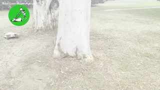 Wireless Robot Lawn Mowers Australia   Mammotion Luba Testing Under More Trees