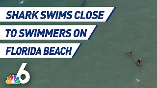 Shark Swims Dangerously Close to Swimmers on Florida Beach