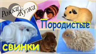 Легко ли найти породистую свинку? Наш опыт. Guinea pigs.