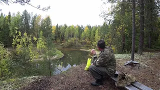 Крайний поход за грибами и ягодами. Боровики на каждом метре. Набрал 6 вёдер брусники.