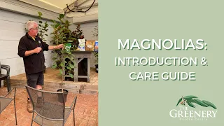 Magnolias: Introduction & Care Guide | The Greenery Garden & Home
