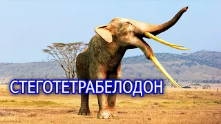 Стеготетрабелодон. Супер слон - 4 бивня. Вымершее животное. Видео про животных