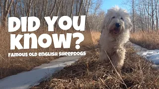 10 Famous Old English Sheepdogs | Ed & Mel