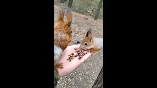 Бельчонок ворует орехи у взрослой белки / A small squirrel steals nuts from a big one