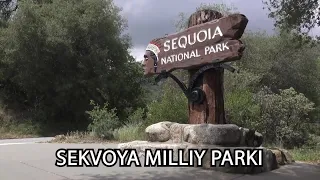 Amerikaga sayohat: Sekvoya milliy parki