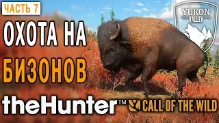 theHunter Call of the Wild #7 🐺 - Охота на Бизонов - Долина Юкона, Аляска