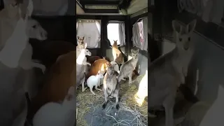 kangaroos being evacuated from ukrainian zoo 😭