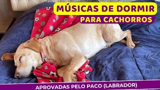 Cachorros dormem escutando músicas🎼 -  Músicas aprovadas pelo Paco (labrador) - Dica de Saúde Pet