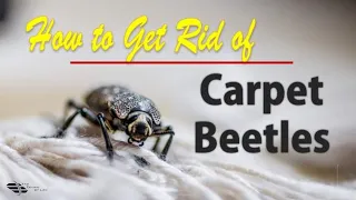 How to get rid of carpet beetles in mattress // The desire of life
