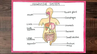 How to draw digestive system (पाचन तंत्र)