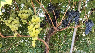 How to grow and form a vine with 2-3 or more grape varieties.