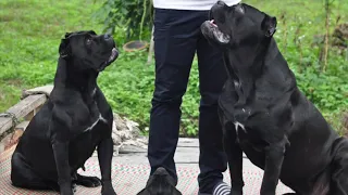 ชวนคุย คาเน่ คอร์โซ่ (สำหรับมือใหม่) Cane Corso