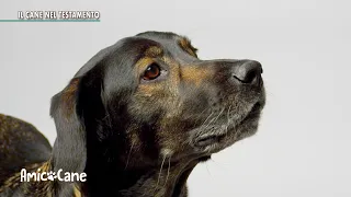 Il cane nel testamento - Amico cane