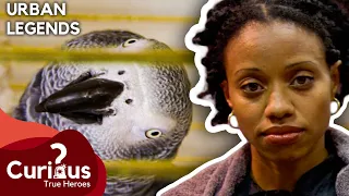 A Parrot Ratted Out Cheating Man | Urban Legends | Season 1 Episode 12 | Curious?: True Heroes