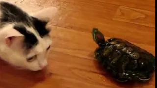 Черепаха vs кот (dangerous turtle)