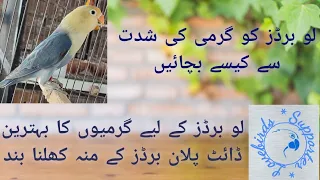 Save LoveBirds From Heat Wave | Summers Best Diet Plan | لوبرڈز کو ہیٹ وویو سے کیسے بچائیں #lovebird