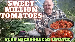 Sweet Million Tomatoes & Microgreens Update [Gardening Allotment UK] [Grow Vegetables At Home ]