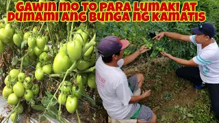 Ito ang Diskarte para Lumaki at Dumami ang Bunga ng Kamatis