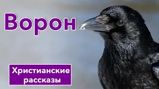 🖤ИНТЕРЕСНЫЙ РАССКАЗ "Ворон" | Христианские рассказы