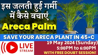 इस जलती हुई गर्मी में कैसे बचाएं Areca Palm || Save your Areca Plant in 45•C