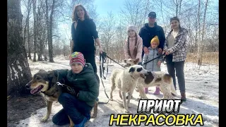 Спасибо нашим гостям за помощь собаки из приюта Некрасовка 💞