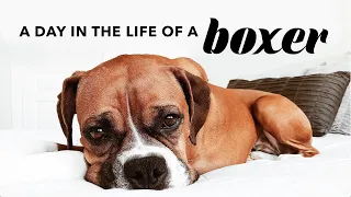 A Day In The Life Of A Boxer Dog 🐾 Quarantine Life With My Dog