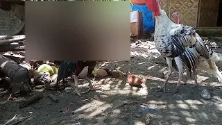 Turkey and  Aseel Rooster 🐓🐓🐓🦃🦃😱