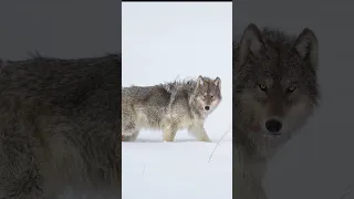 Wildlife Photography with Canon R5: Wolf of Yellowstone