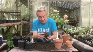 Potting up cyclamen at the start of summer at Stinky Ditch Nursery