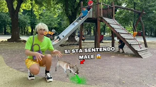 IL NOSTRO CAGNOLINO SI SENTE MALE DOPO TANTE GIOSTRE AL PARCO!!! *ci prendiamo cura*