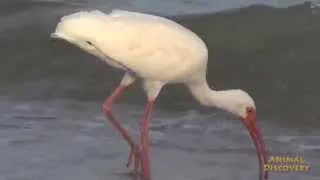 Птица Священный ибис - American white ibis