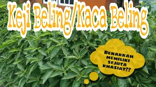 TANAMAN KEJI BELING | TANAMAN SEJUTA KHASIAT