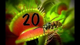 Top 20 / Venus flytrap - Venusfliegenfalle