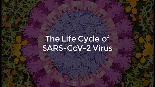 SARS-CoV-2 Life Cycle (Summer 2020)