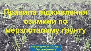 Rules for fertilizing winter crops on permafrost soil