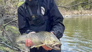 trout fishing tasmania ( meander river )