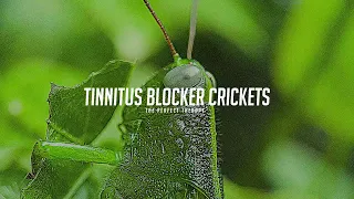 Tinnitus Therapy Just Crickets (10 Hours)