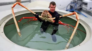 Top 17 Most Dangerous Crustaceans In The World