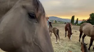 smokey has become part of the herd - Camilleshorsemanship