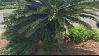 Jacksonville pet owners' dog killed by common house plant