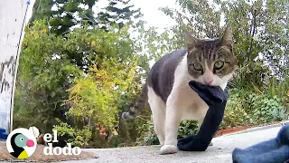 Gato sigue robando cosas de los vecino | El Dodo