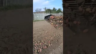 Копка картофеля Digging potatoes Работает Синий Трактор 5.09.2023 г.