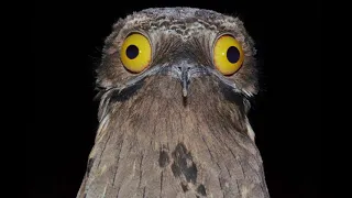 The Great Potoo Song