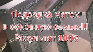 Подсадка маток с помощью изоляторов на 100%!!! Теория!