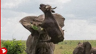 Buffalo Messed with the Wrong Elephant..It Pays Its Life