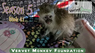 Meet Beezer the lucky rescue monkey, baby monkey Terri gets a new home