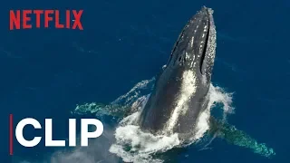 Our Planet | Humpback Whales | Clip | Netflix