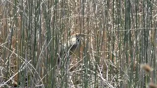 American Bittern Call