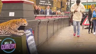 LEOPARD PRANK! - In Camden Town!