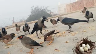 Crows fight for food,These crow really loveable ,crow original sounds, birds original sounds